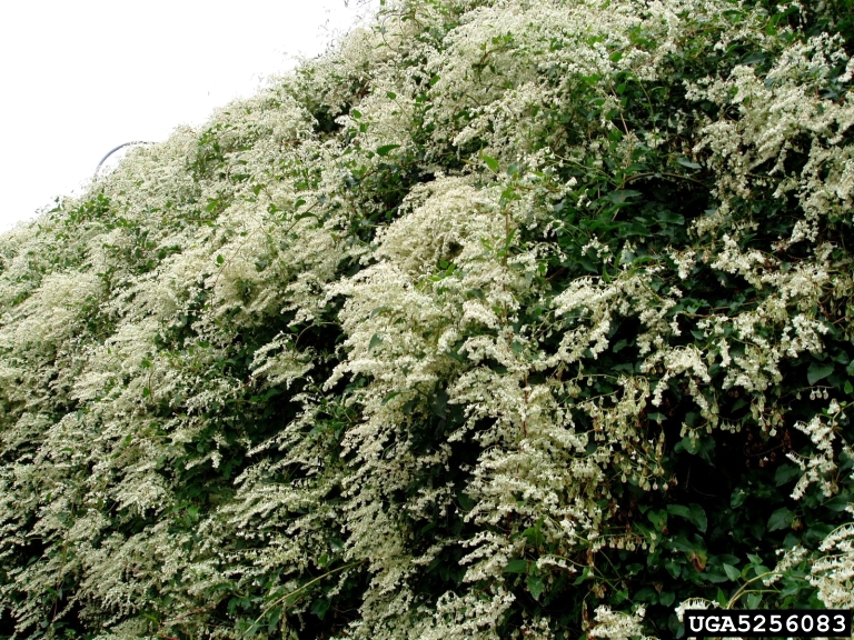 Polygonum baldschuanicum